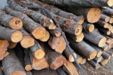 ۱۰ تن چوب قاچاق در صحنه کشف شد