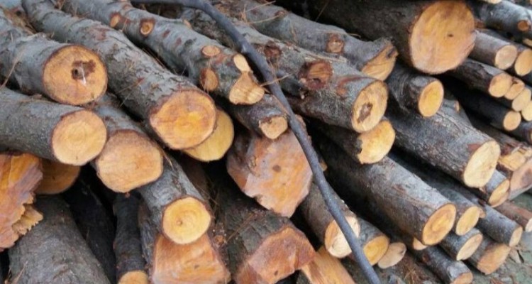 ۱۰ تن چوب قاچاق در صحنه کشف شد