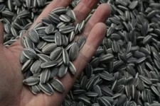 ۷۰ تن تخمه آفتابگردان احتکاری کشف شد