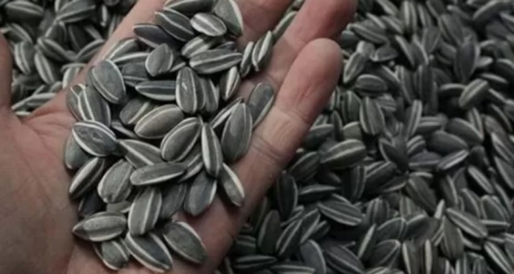 ۷۰ تن تخمه آفتابگردان احتکاری کشف شد