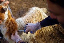 کلاس آموزشی  مقابله با تب برفکی در شهرستان صحنه برگزار شد