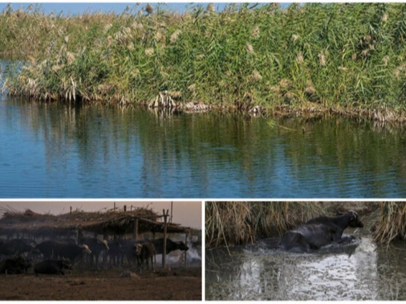 آینده مبهم حرفه تاریخی دامداران خوزستان