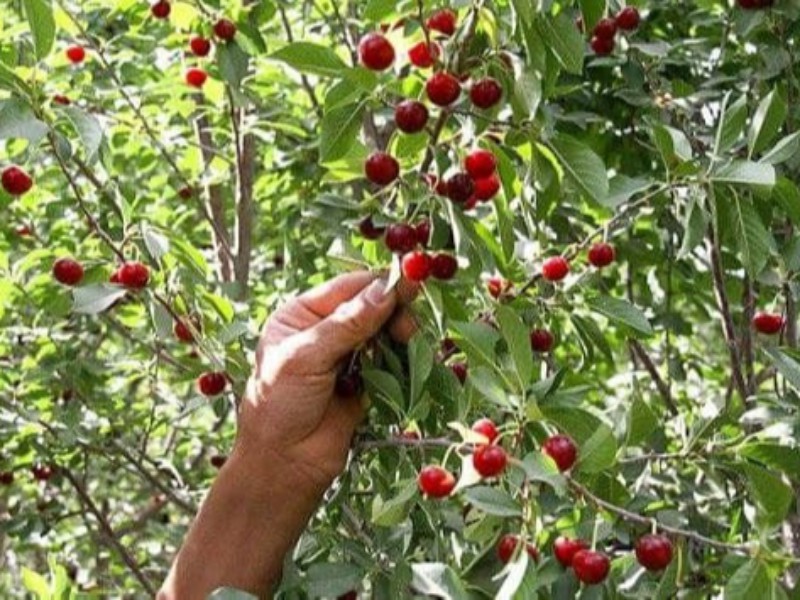 شهرستان صحنه بیشترین سطح زیرکشت آلبالو را دارد
