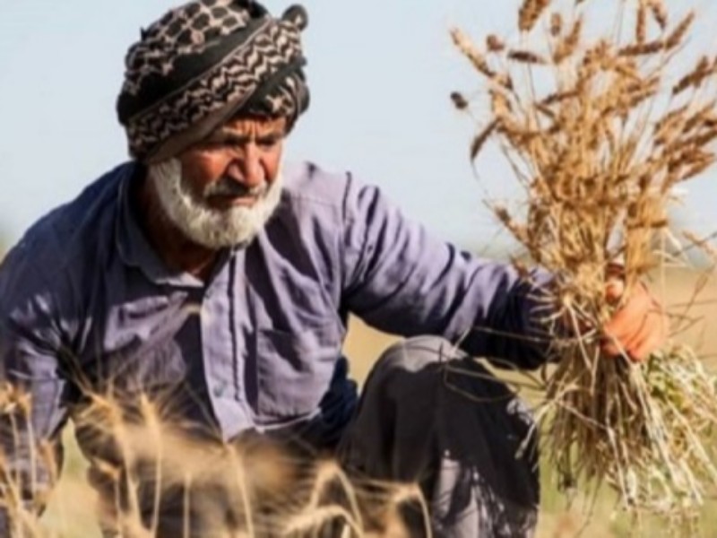 ضرورت تسریع در پرداخت مطالبات گندم‌کاران کرمانشاهی