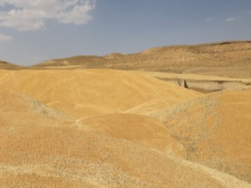 کشف بیش از ۵۵ تن گندم قاچاق در کنگاور