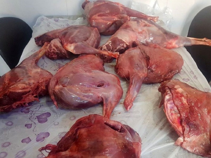 شکارچی خاطی با گوشت شکار در منزلش به دام افتاد