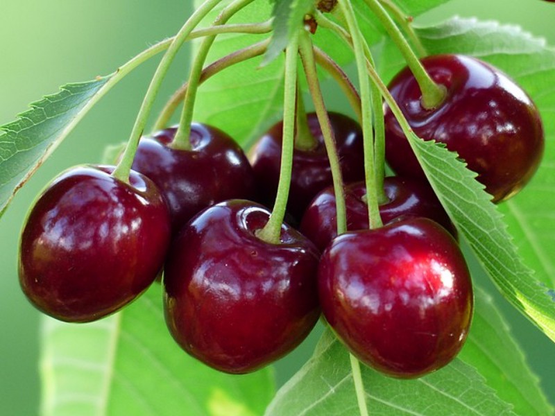 به‌دنبال ثبت صحنه به عنوان شهر ملی گیلاس و عسل هستیم