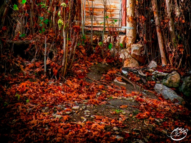 کوچه باغ زیبای آرامش