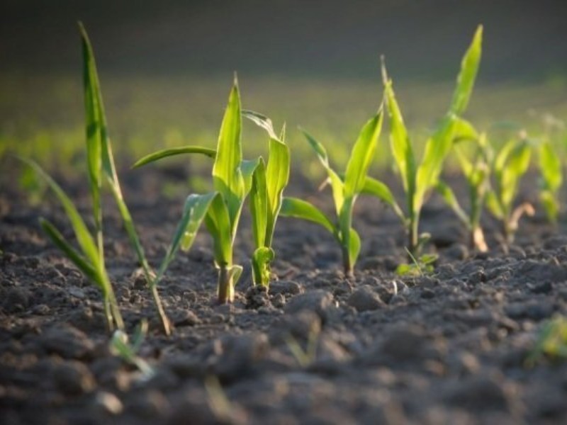 سهم 11.6 درصدی صحنه از صنعت و کشاورزی کرمانشاه سهم 11.6 درصدی صحنه از صنعت و کشاورزی کرمانشاه