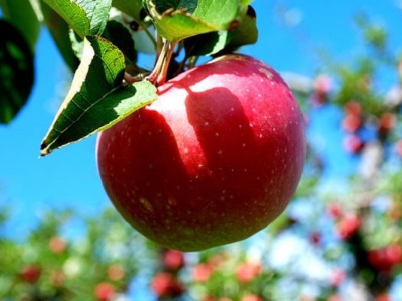 ثبت جشنواره سیب سرتخت صحنه در فهرست رویدادهای ملی