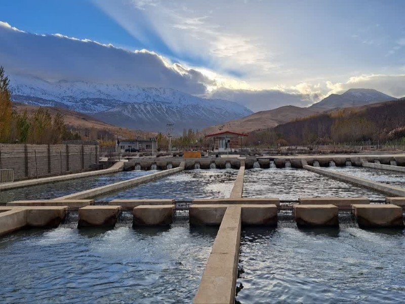 مزرعه پرورش ماهی قزل آلا در روستای دوآب شهرستان صحنه فعال است