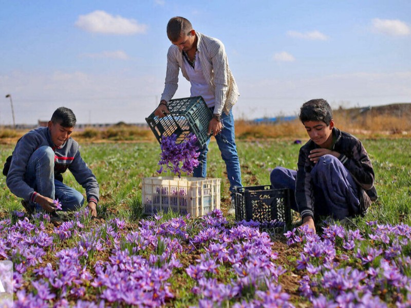 افزایش ۳۷ درصدی کشت زعفران در کرمانشاه