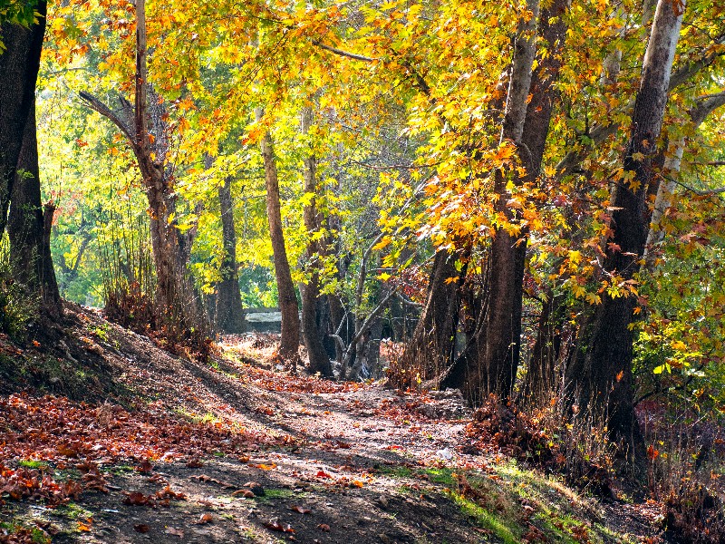 طبیعت زیبای صحنه